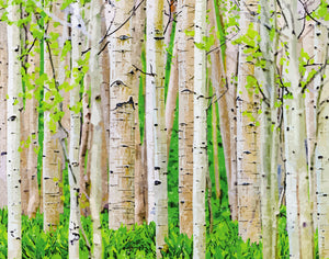 Birch Trees in Spring