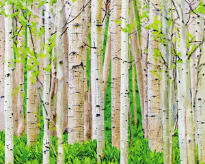 Birch Trees in Spring