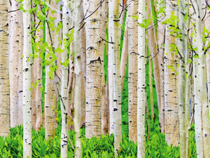 Birch Trees in Spring