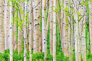 Birch Trees in Spring