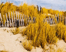 Load image into Gallery viewer, Cape Cod Dunes
