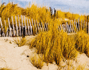 Cape Cod Dunes