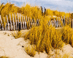 Cape Cod Dunes