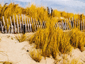 Cape Cod Dunes