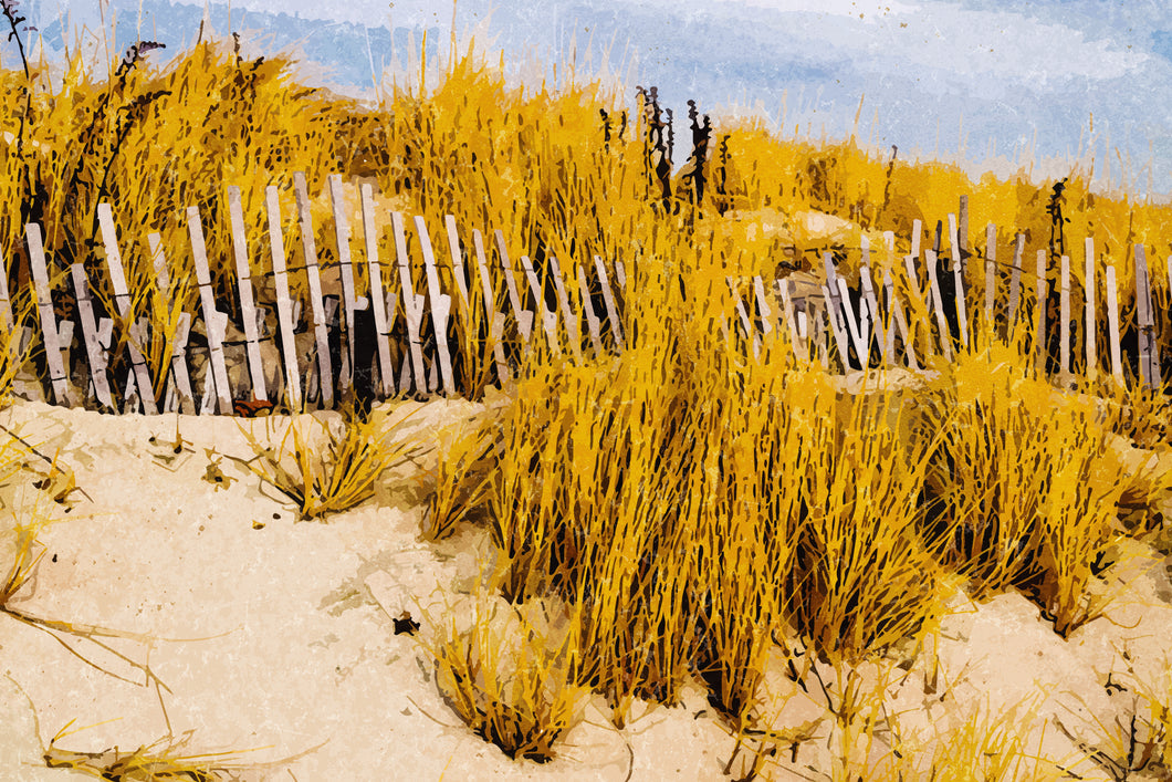 Cape Cod Dunes