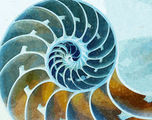 Load image into Gallery viewer, Chambered Nautilus
