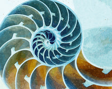 Load image into Gallery viewer, Chambered Nautilus
