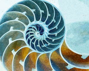 Chambered Nautilus