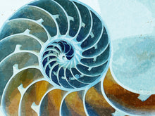 Load image into Gallery viewer, Chambered Nautilus
