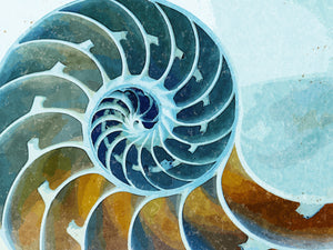 Chambered Nautilus