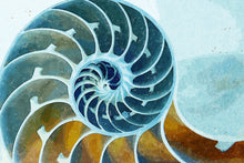 Load image into Gallery viewer, Chambered Nautilus
