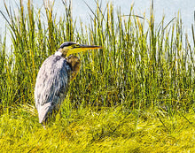 Load image into Gallery viewer, Great Blue Heron
