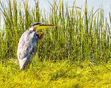 Load image into Gallery viewer, Great Blue Heron
