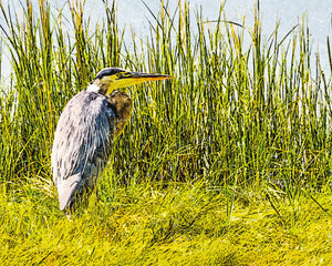 Great Blue Heron