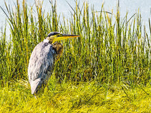 Load image into Gallery viewer, Great Blue Heron
