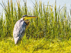 Great Blue Heron