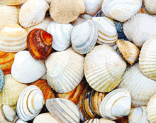 Load image into Gallery viewer, Seashells
