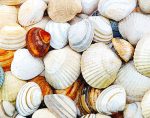 Seashells