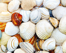 Load image into Gallery viewer, Seashells
