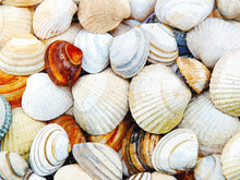 Load image into Gallery viewer, Seashells
