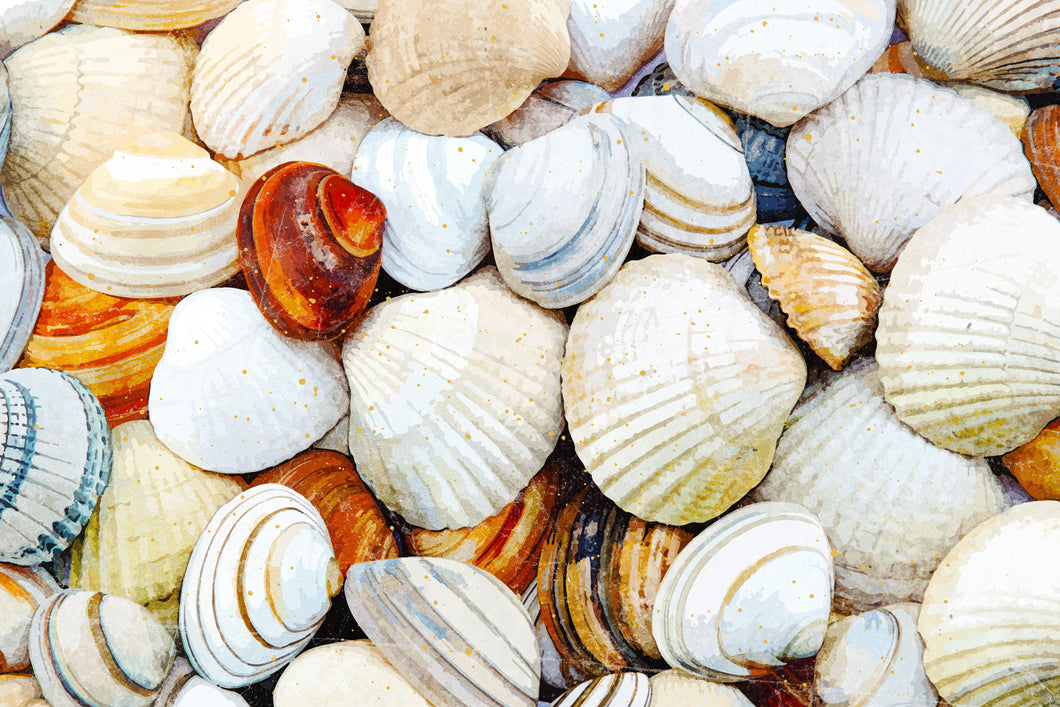 Seashells